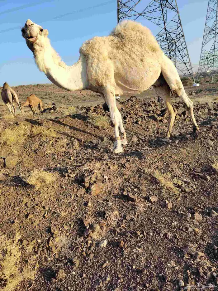 ذود بمعداتها شماليات وفيها باكستانيات 10