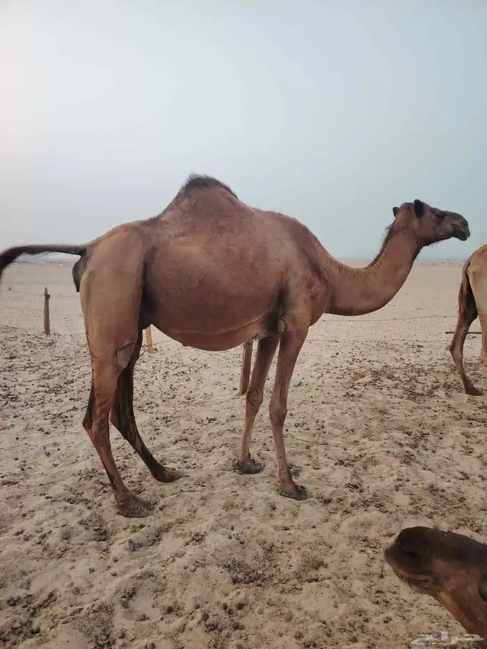 ابل مداني مقربات 3