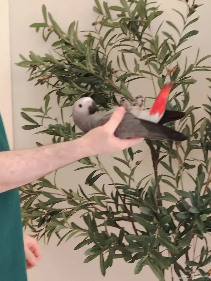 فرخ كاسكو ((تم البيع)) 0