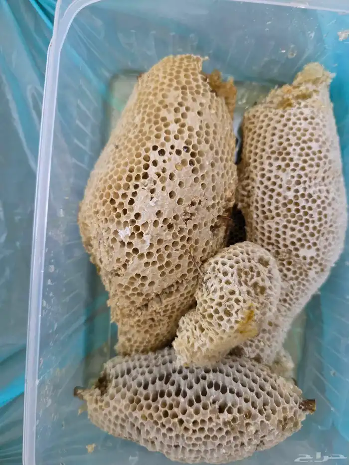 عسل سدر حر بري 3