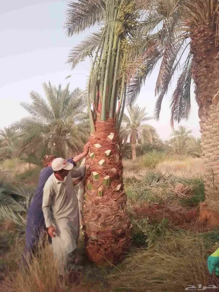 نخل للبيع مثمر خلاص سكري شيشي هلالي مجدول برحي ونانه رشودي 3