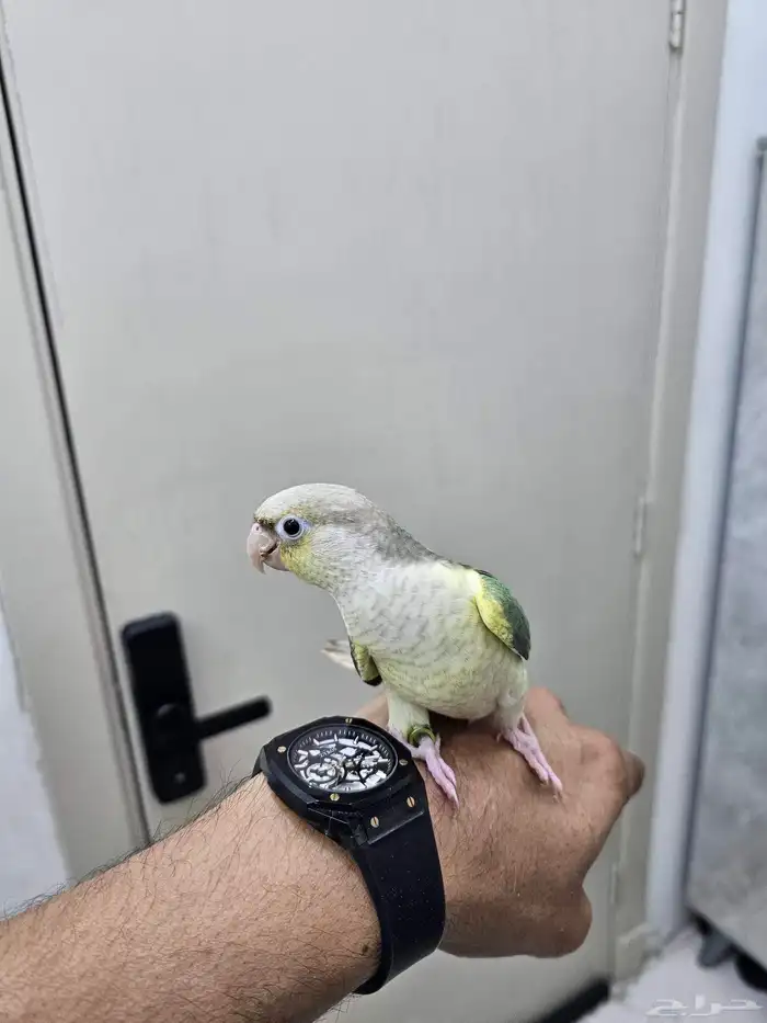 كنيور تركواز 0