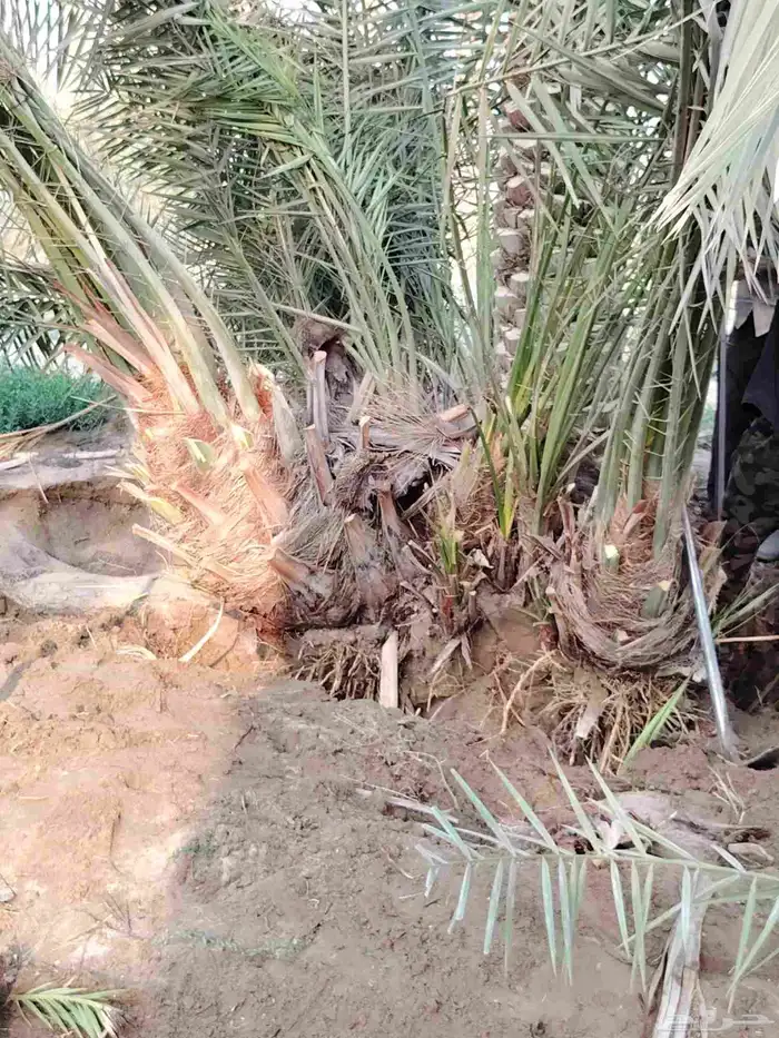 فسيل خلاص ب30 ريال العرض ل3 أيام فقط مقلوع جاهز 0