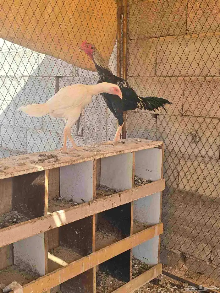 طقم دجاج بكستاني على شامو 4