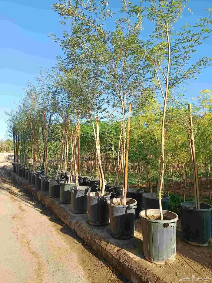 جميع احجام الأشجار والنباتات داخل المدينه المنوره 4