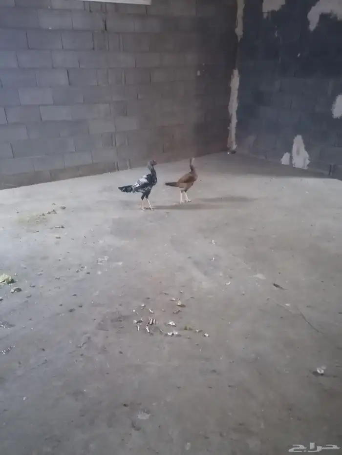 دجاج للبيع 2