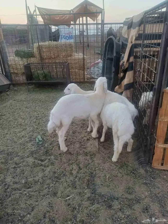 رخال مقاني للبيع 2