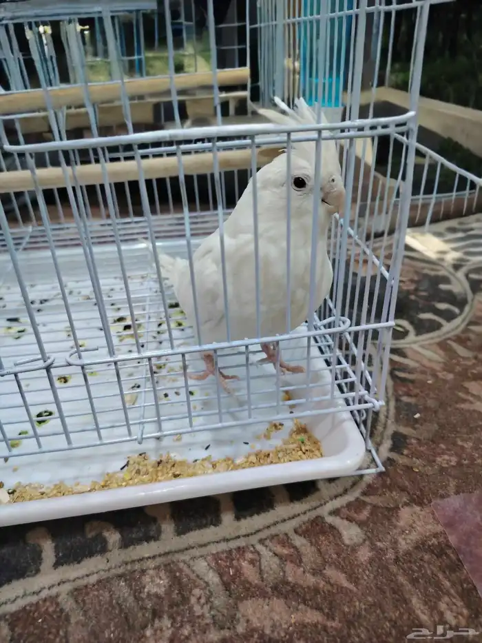 اذكر كوكتيل احمر الخدود و الأنثى بيضه عيونها حمره 1