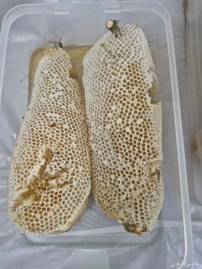 عسل سدر بري 11