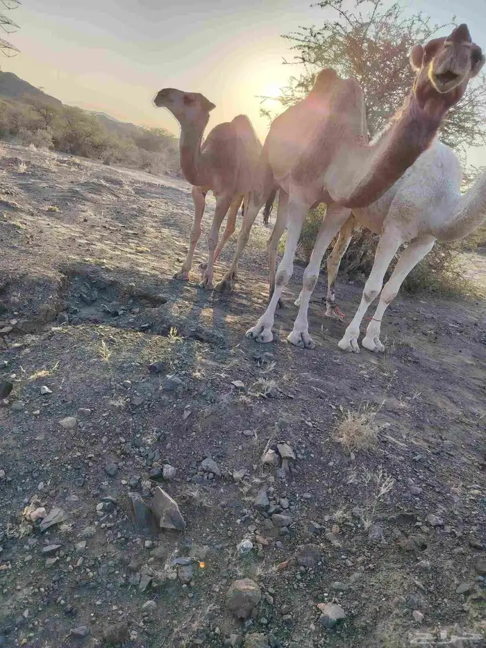 ذود بمعداتها شماليات وفيها باكستانيات 12