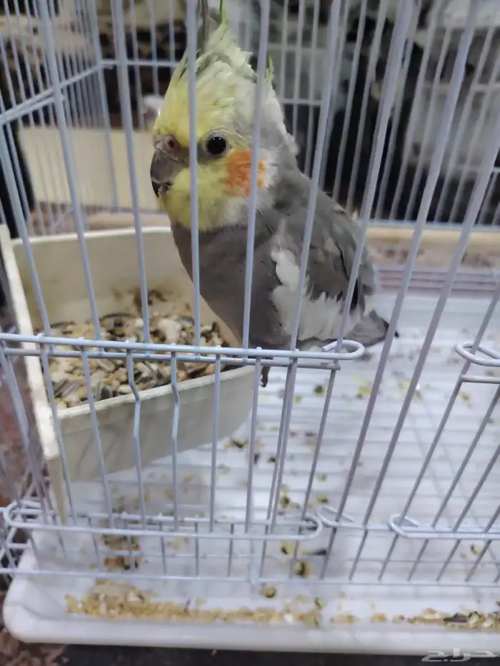 اذكر كوكتيل احمر الخدود و الأنثى بيضه عيونها حمره 0