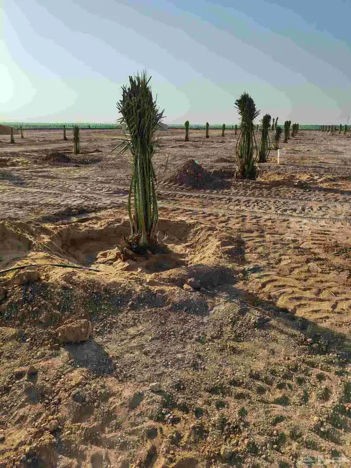 توريد وتكريب اتنضيف الخيل 3