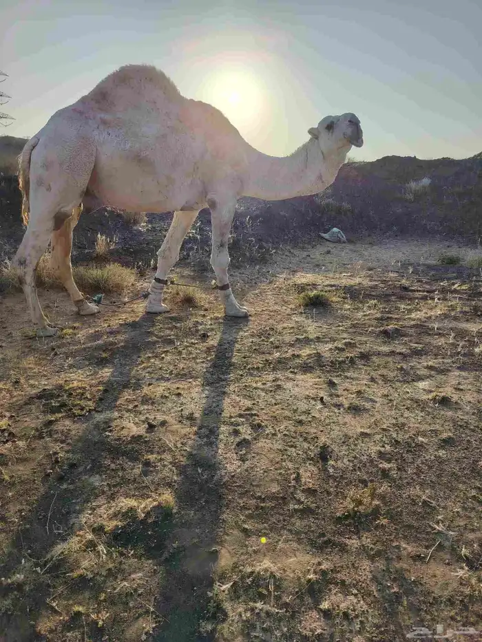 ذود بمعداتها شماليات وفيها باكستانيات 2