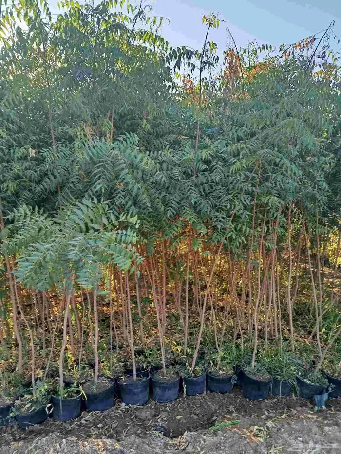 جميع احجام الأشجار والنباتات داخل المدينه المنوره 8