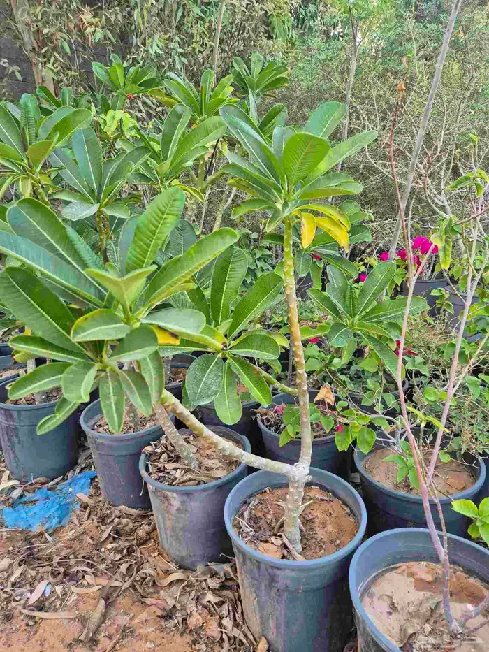 اشجار ياسمين هندي 1