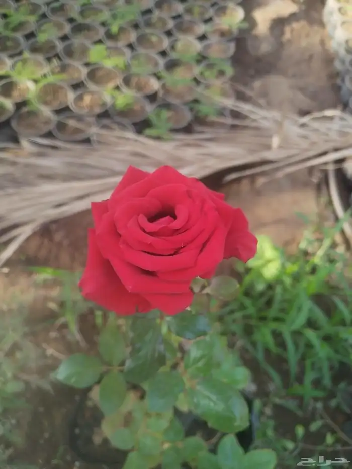 شتلات جملة فقط 1