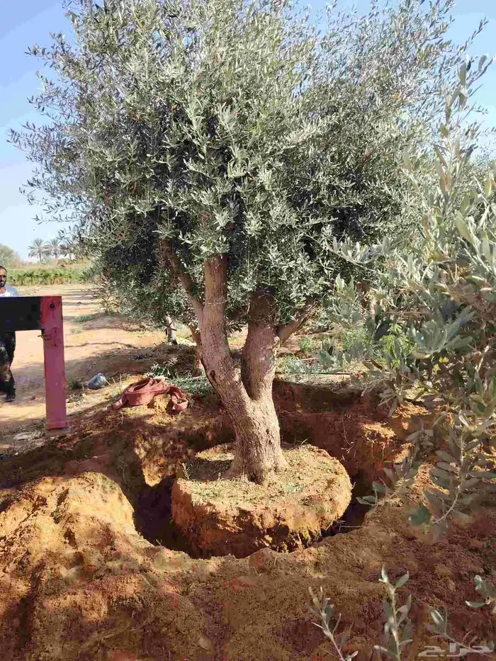 زيتون معمر لتوصل علا 0