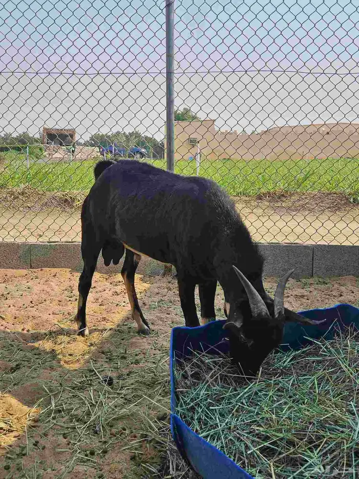 تييس جنوبي احو فحل جذع 1