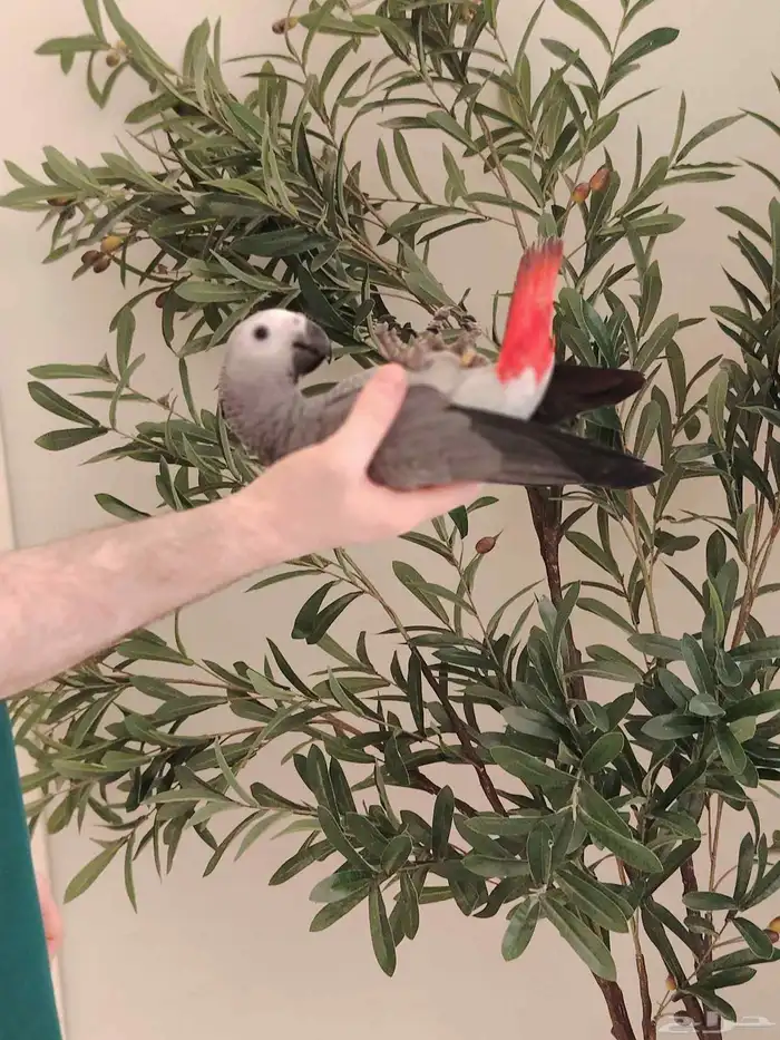 فرخ كاسكو ((تم البيع)) 3