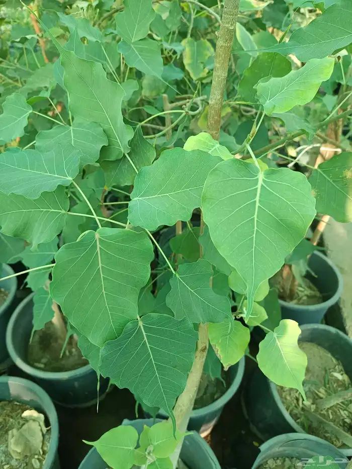 جميع احجام الأشجار والنباتات داخل المدينه المنوره 7
