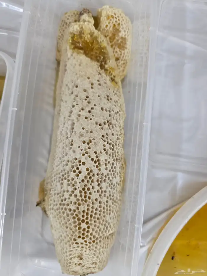 عسل سدر حر بري 7