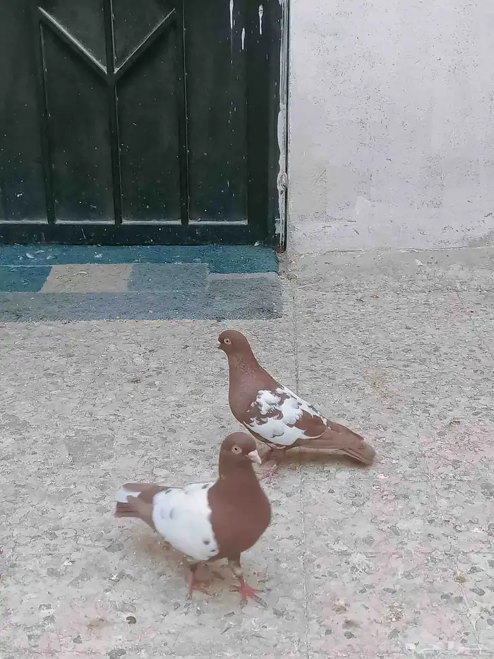 حمام سوري للبيع 4