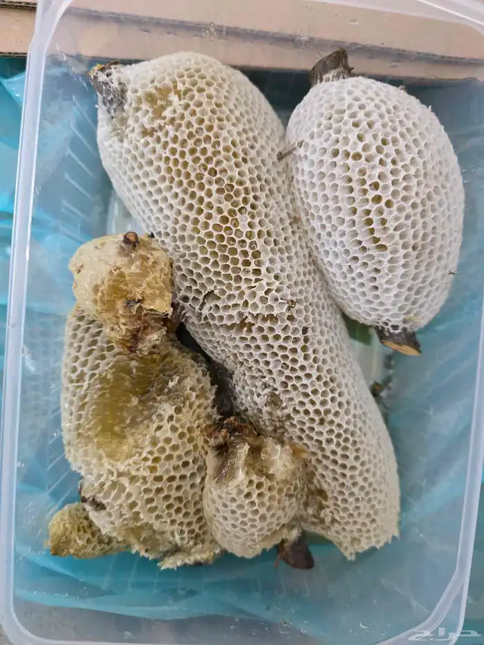 عسل سدر حر بري 0