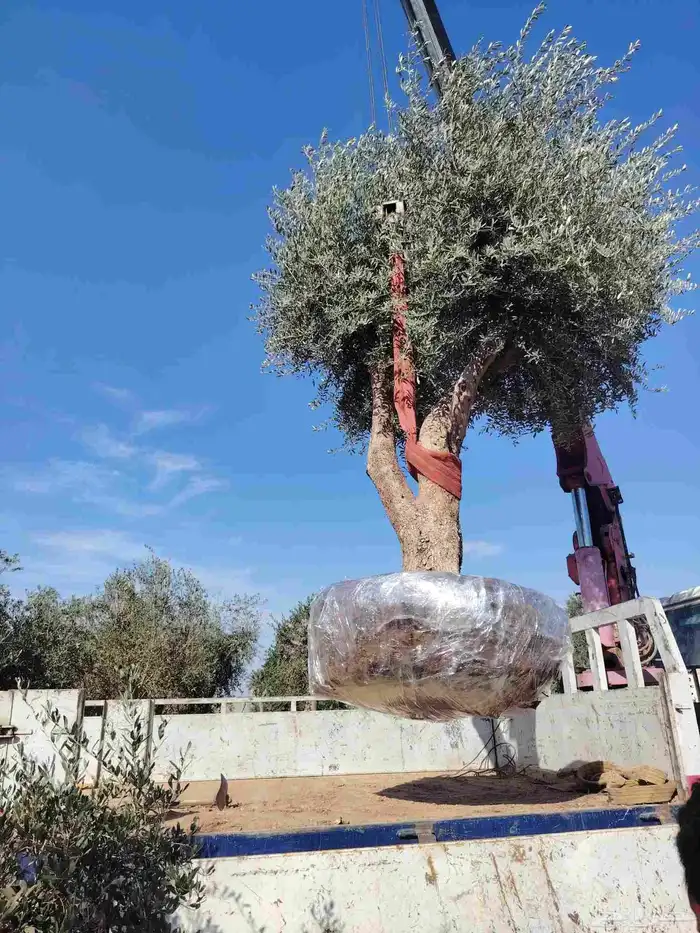 زيتون معمر لتوصل علا 1