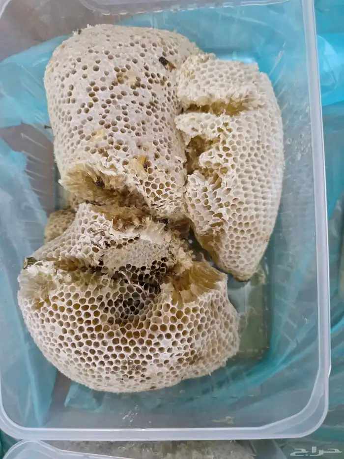 عسل سدر حر بري 4