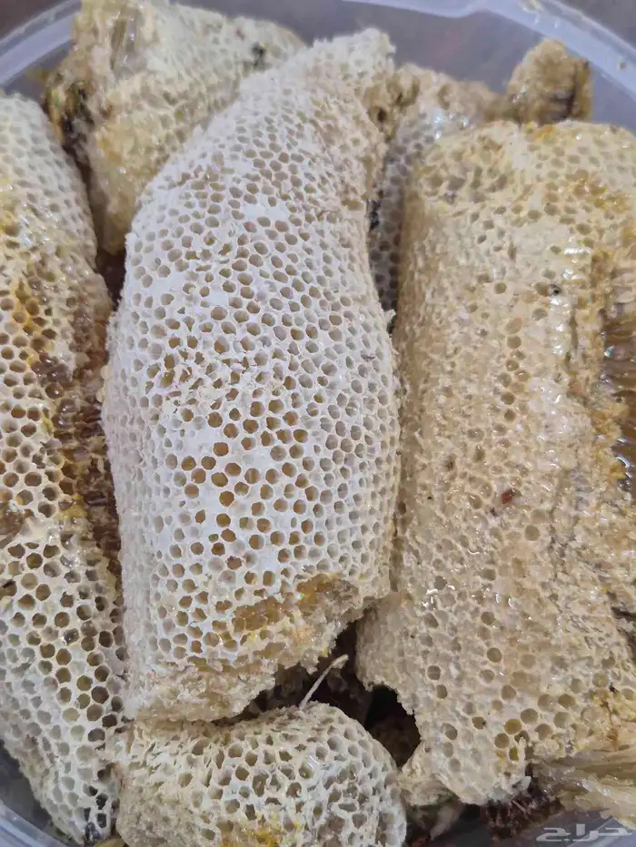 عسل سدر بري 1