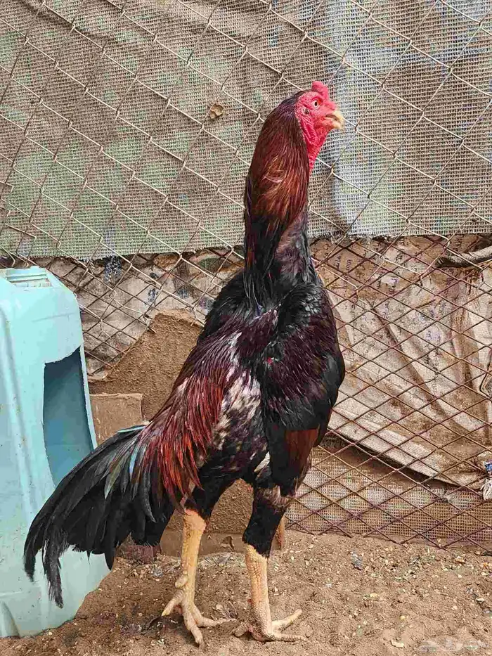 ديك شامو ياباني عمر سنه ثلاثه شهور الموقع القنفذة 2