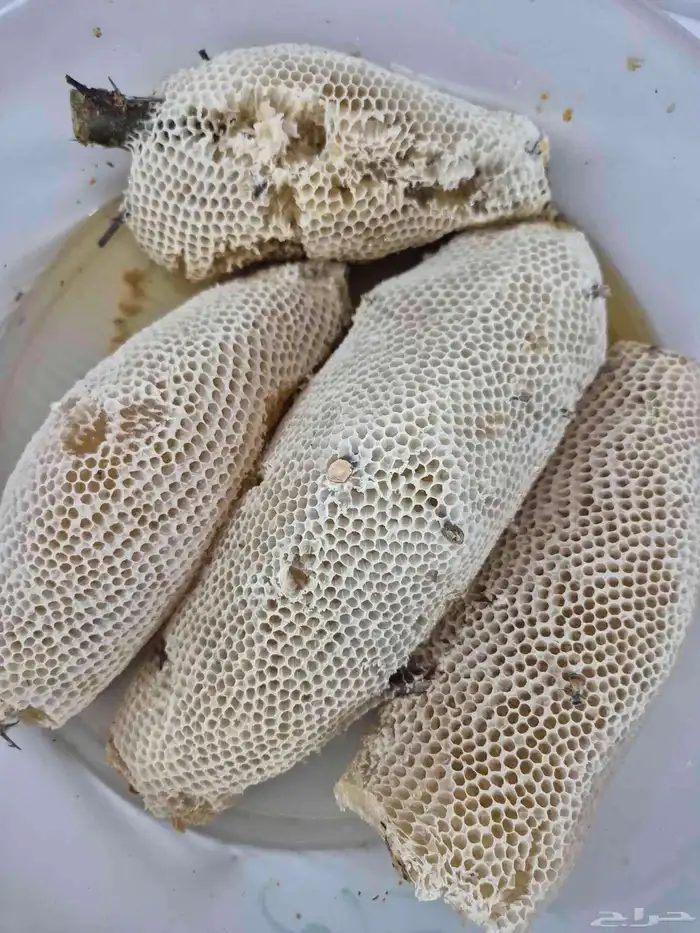 عسل سدر بري 7