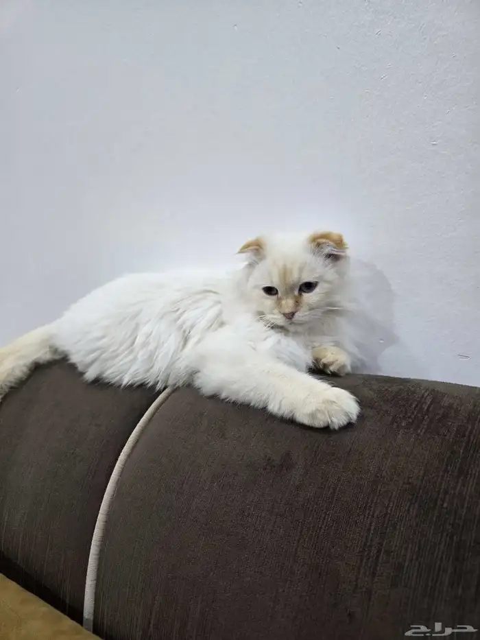 قطه سكوتش فولد أنثى 1