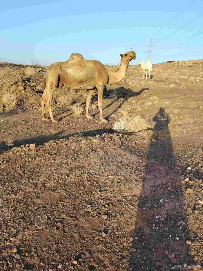 ذود بمعداتها شماليات وفيها باكستانيات 11