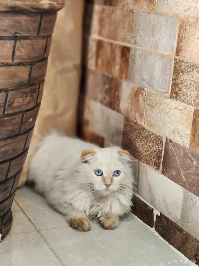 قطه سكوتش فولد أنثى 2