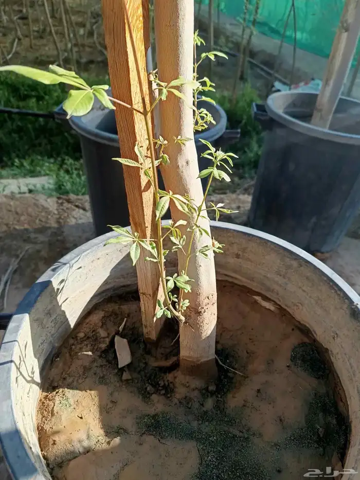 جميع احجام الأشجار والنباتات داخل المدينه المنوره 6