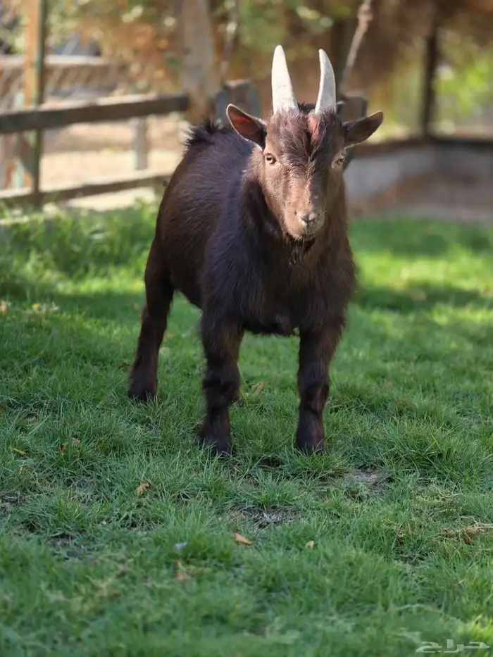 فحل ماعز قزمي 1