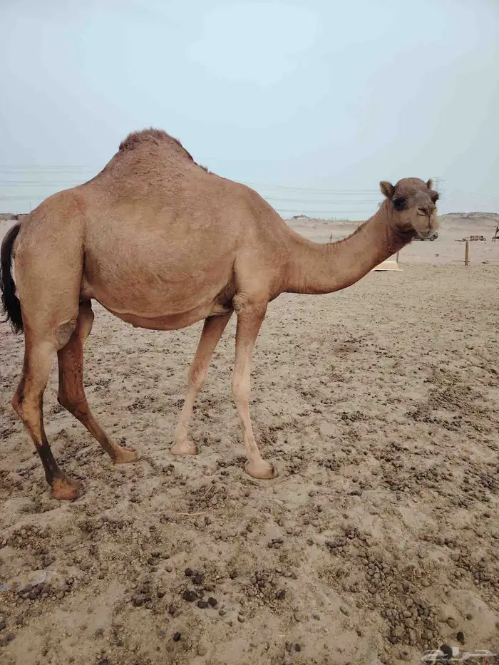 ابل مداني مقربات 1