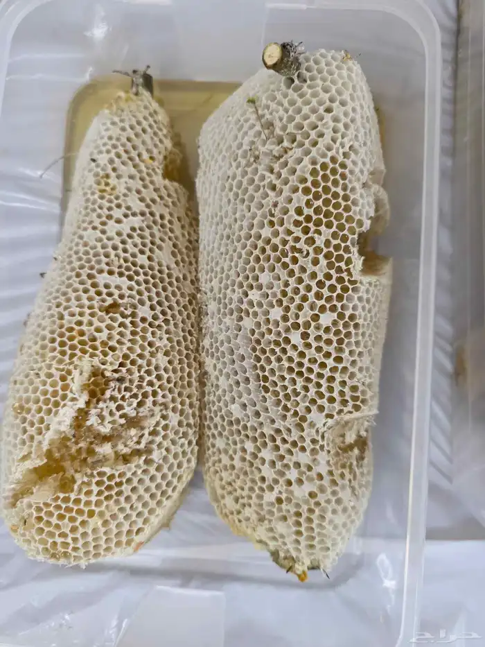 عسل سدر حر بري 2