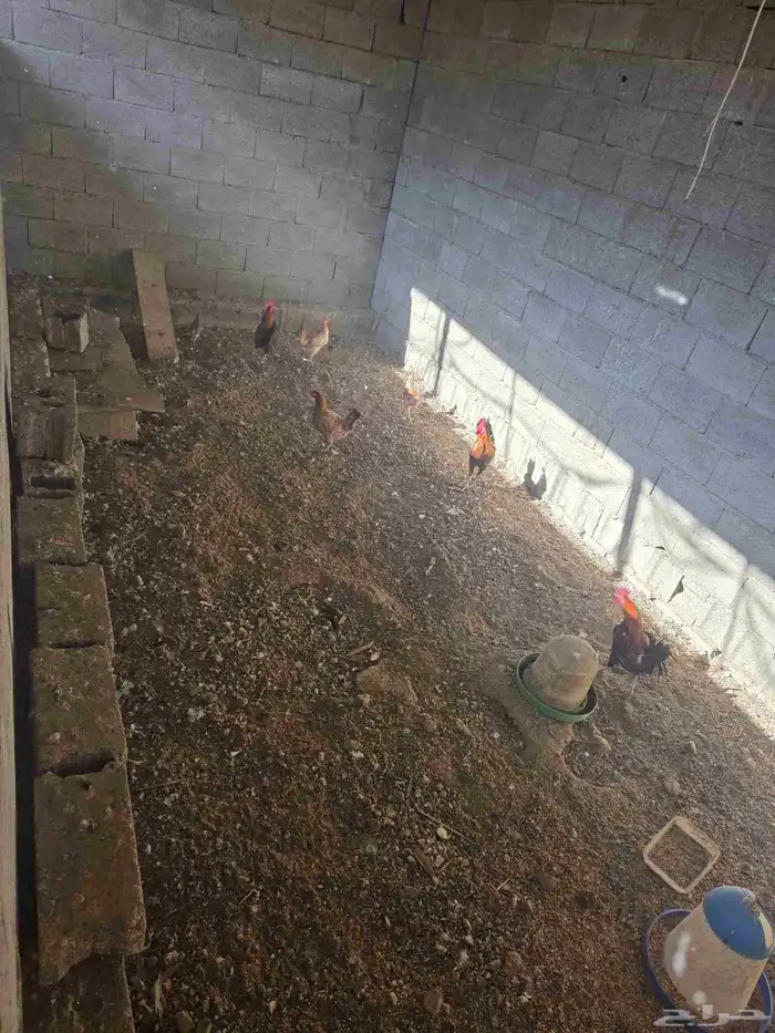 دجاج بلدي للبيع 3