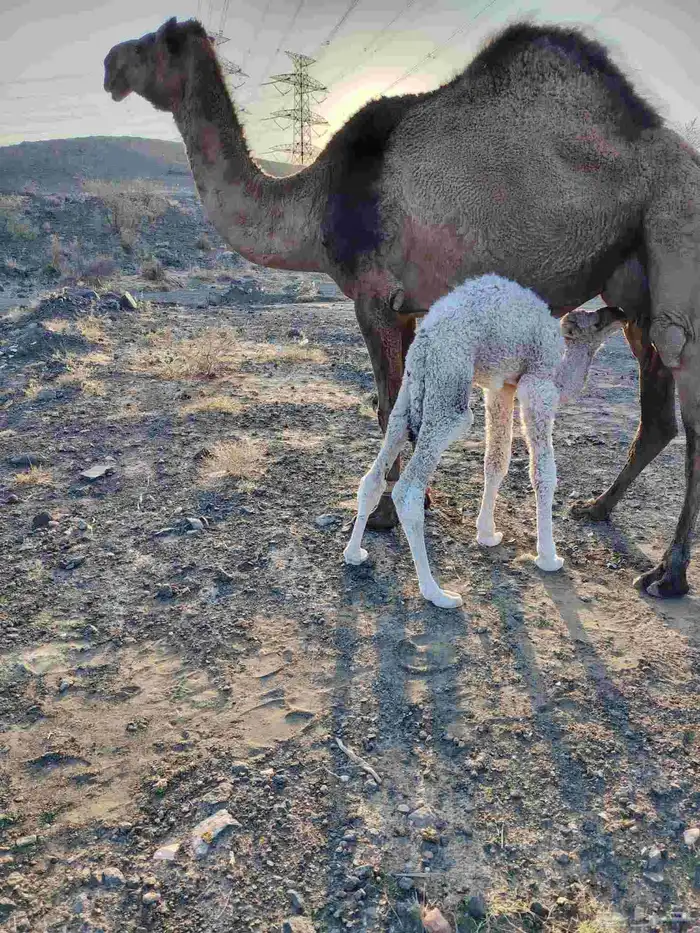 ذود بمعداتها شماليات وفيها باكستانيات 13