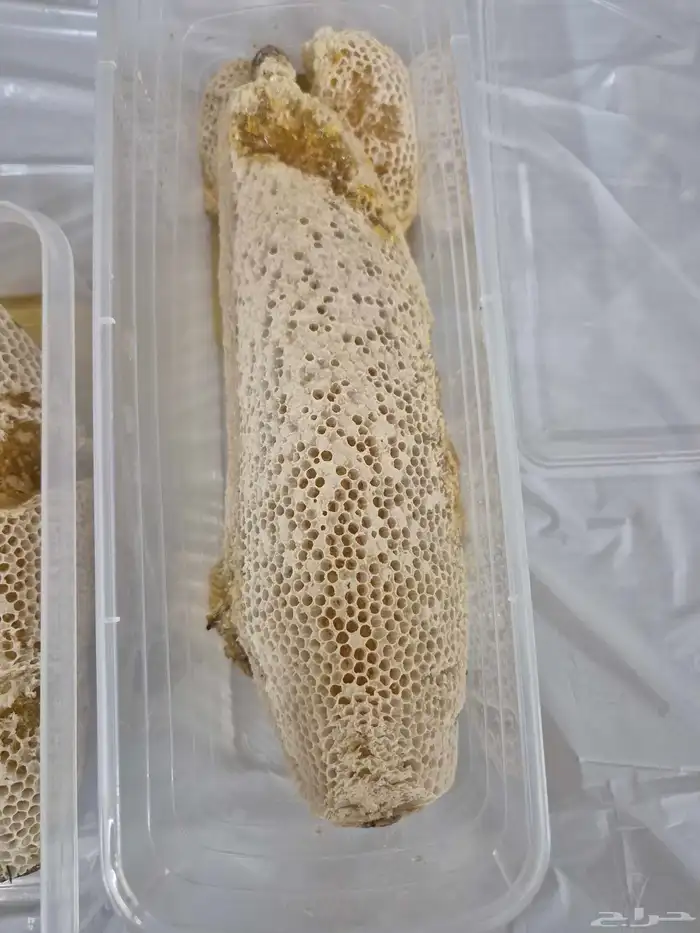 عسل سدر بري 12