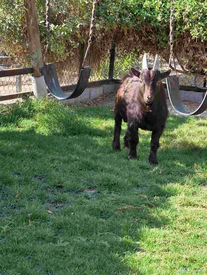 فحل ماعز قزمي 2