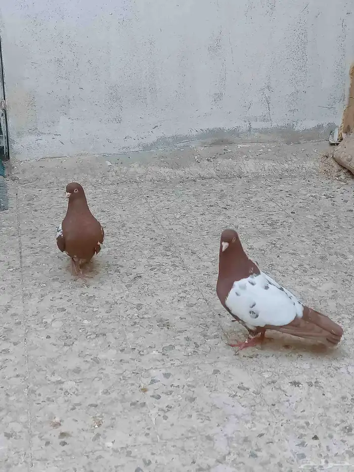 حمام سوري للبيع 3