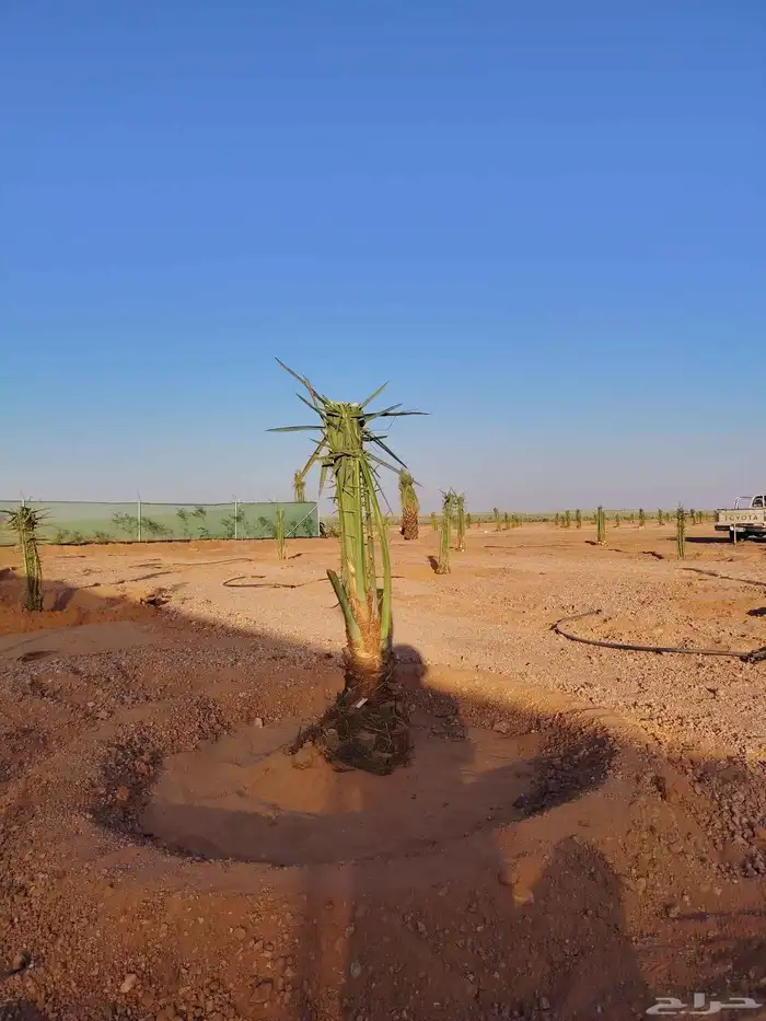 توريد وتكريب اتنضيف الخيل 2