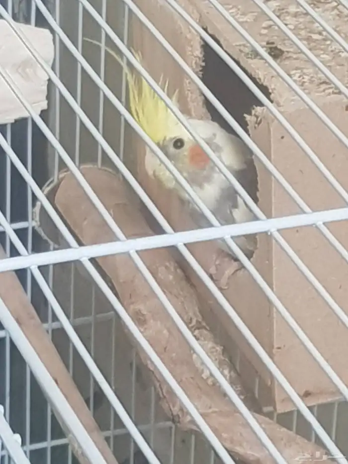 للبيع كروانات كوكتيل 4