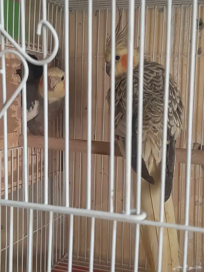 للبيع جوز كروان شرط الانتاج وذكر جاهز 0