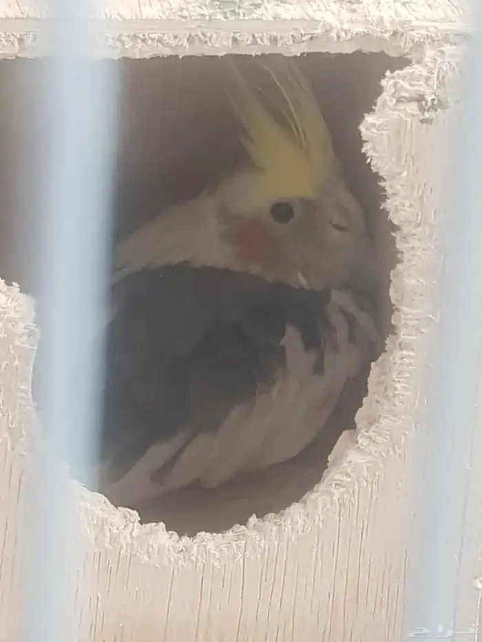 للبيع كروانات كوكتيل 3