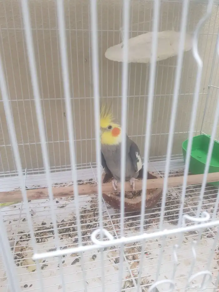 للبيع كروانات كوكتيل 0