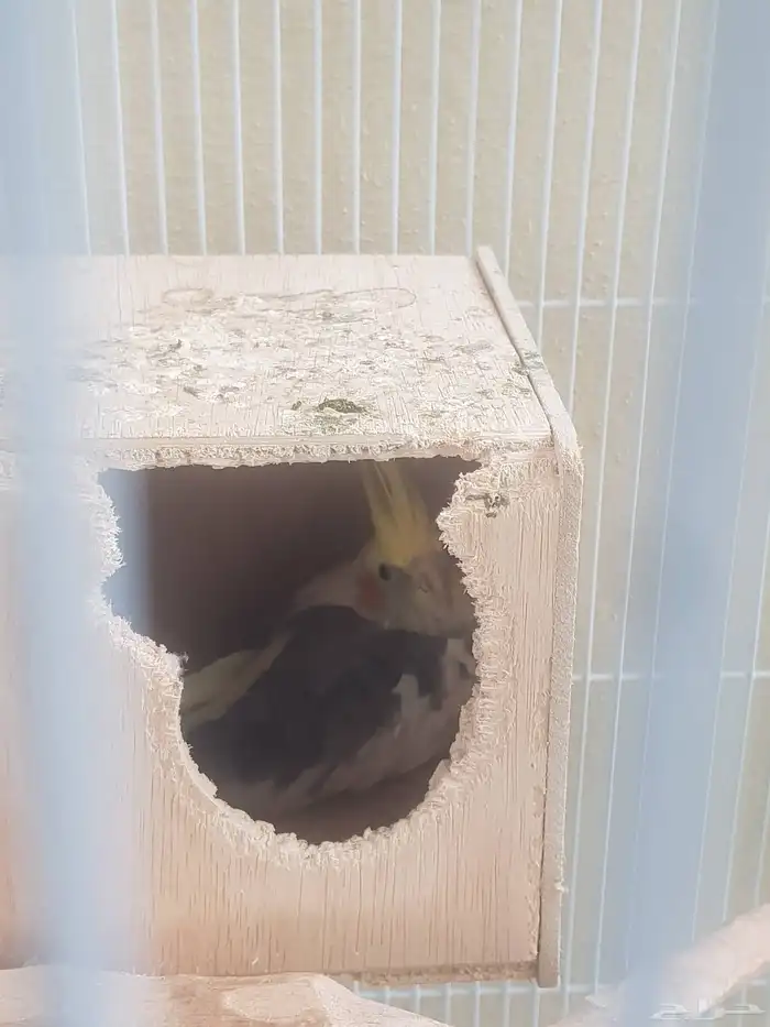 للبيع كروانات كوكتيل 2